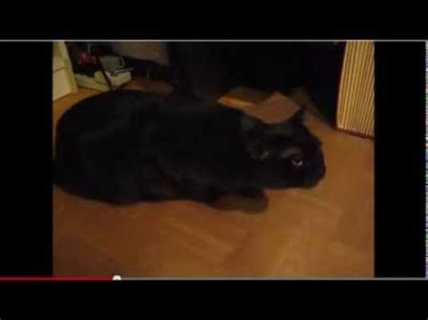 Feline Asthma - Coughing Cat - YouTube