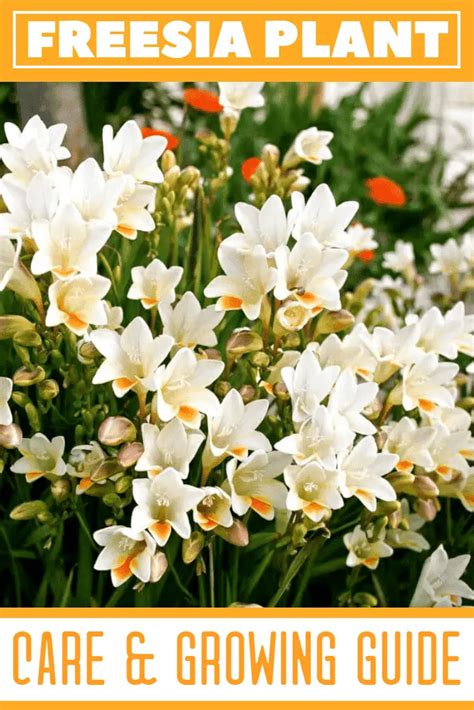 Freesia Plant Care & Growing Guide