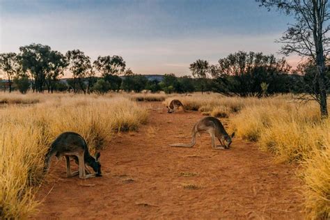 This Small Australia Town Is Home to the World's Only Baby Kangaroo ...