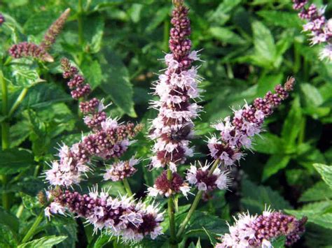 How to Grow and Care for Mint Plants - World of Flowering Plants