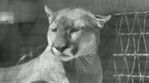 Mascot Mania: How the Cougars became the Cougars | krem.com