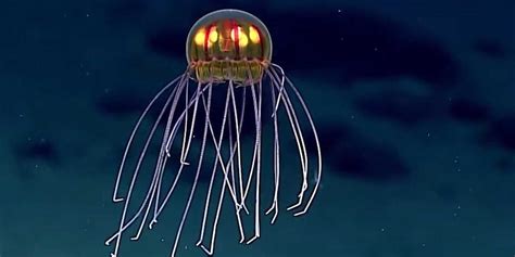 New species of deep-sea jellyfish - Business Insider