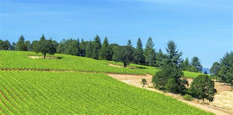 Oregon Wine Country - Living 503 - Your Portand-Vancouver Area Relocation Guide : Living 503 ...