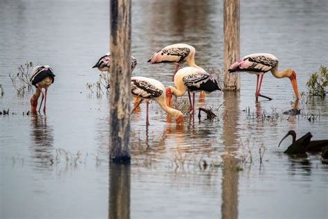 Cambodia Bird Sanctuaries | Top 5 Birding Sites in Cambodia - Cambodia ...