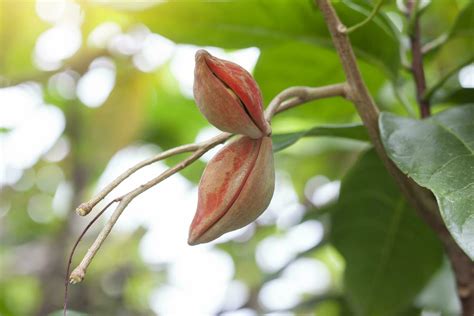 Cacao Flower Stock Photos, Images and Backgrounds for Free Download