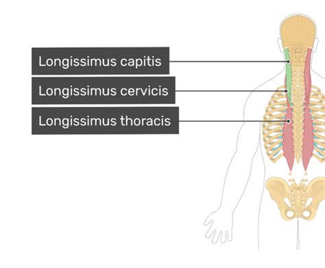 Longissimus Capitis Muscle | GetBodySmart