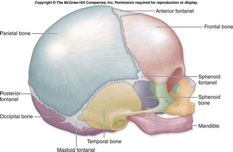 Baby Skull lateral view. Osteodouce is a powerful method of Energetic Osteopathy to help release ...