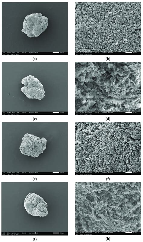 SEM images of particles and surface for anammox granules according to ...