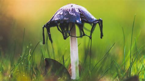 Alien fungi: The mushrooms with dripping ink - CGTN