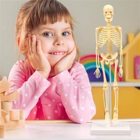 Mini Human Skeleton Model Miniature Skeleton With Movable Arms And Legs ...