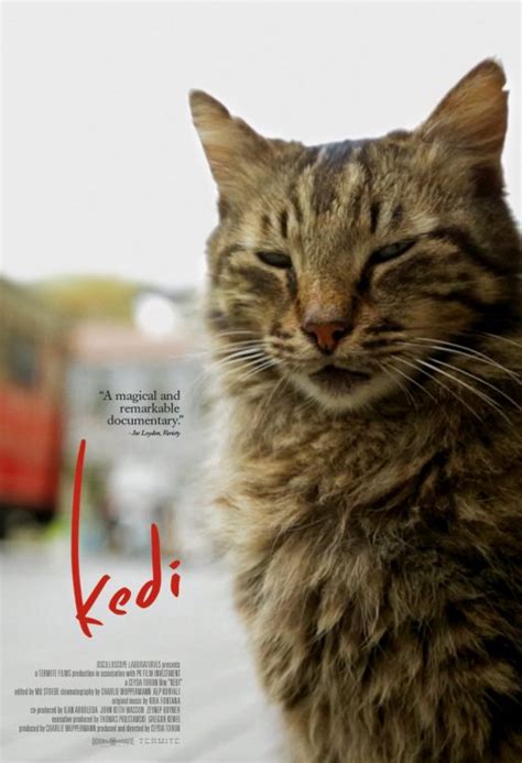 Kedi Review - Movie Reviews, Game Reviews & More · /comment