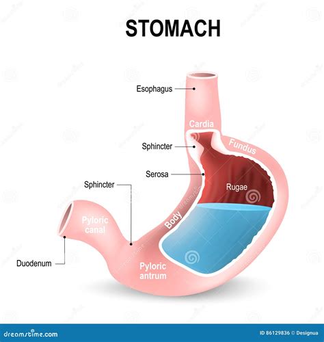 Incisure Cartoons, Illustrations & Vector Stock Images - 14 Pictures to ...