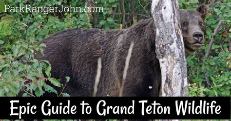 The Complete Grand Teton Wildlife Viewing Guide | Park Ranger John