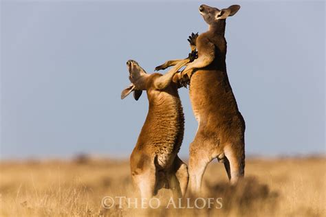 red kangaroo males fighting | Theo Allofs Photography