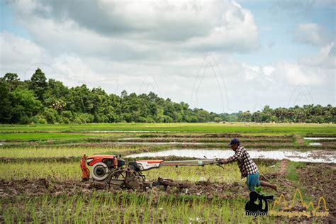 Rice Harvesting Cambodia