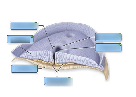 Gastrulation Diagram | Quizlet