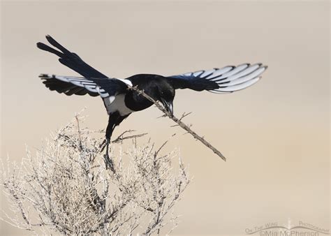 Black-billed Magpie Nest Building Ballet - Mia McPherson's On The Wing ...