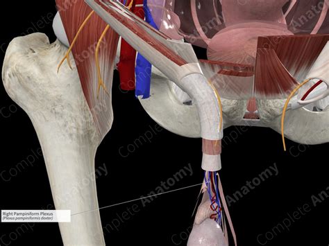 Right Pampiniform Plexus | Complete Anatomy