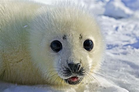 Baby seal | photo archive www hickerphoto com alaska pictures cute baby ...