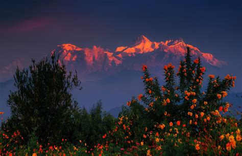 Download Nepal Bush Mountain Flower Sunset Nature Himalayas HD Wallpaper