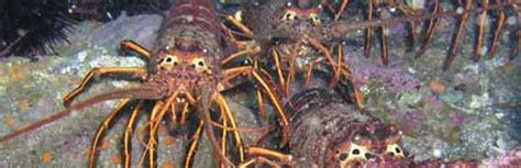 California Spiny Lobster - Channel Islands National Park (U.S. National ...