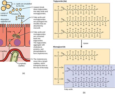 Digestive System Processes | Biology I | Study Guides