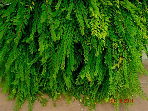 Phyllanthus myrtifolius (Wight) Muell.Arg. | Mom Che Puteh's… | Flickr