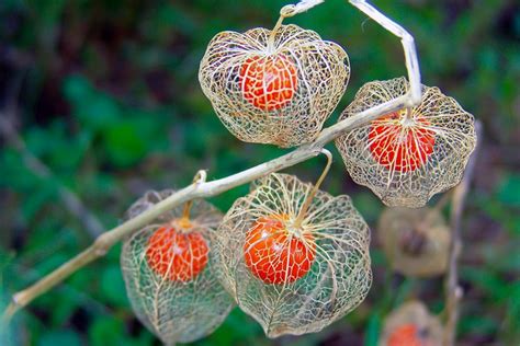 Is Chinese Lantern Plant Invasive? Exploring Its Impact On Your Garden