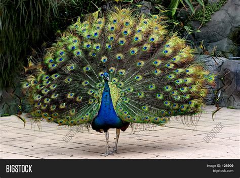 Peacock Image & Photo (Free Trial) | Bigstock