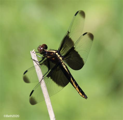 Skimmer Dragonflies – Nature, Garden, Life