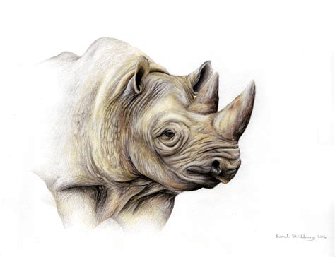 Rhino Pencil Drawing at GetDrawings | Free download