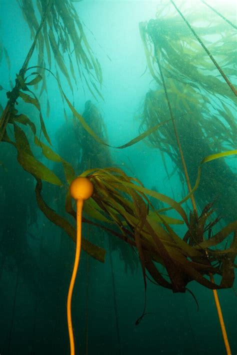 Opinion | Climate Change Threatens California’s Vital Kelp Forests - The New York Times