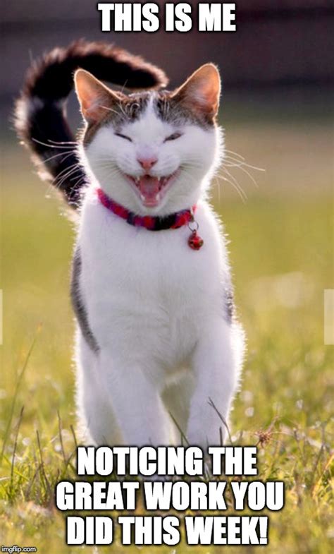 Happy cat - Imgflip