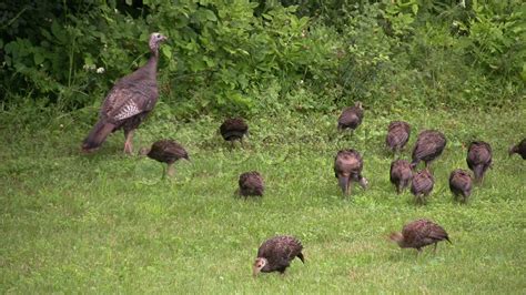 Young Wild Turkey Chicks Feeding In Eastern Ontario Canada Stock Video 141545 | HD Stock Footage