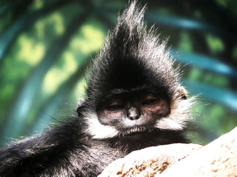 Zoo Tails: Picture of the Week: Monkey Hair