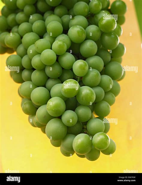 Green grapes on vine Stock Photo - Alamy