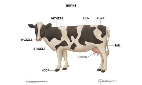 Cow Anatomy | Bovine Muscles & Skeleton | AnatomyStuff