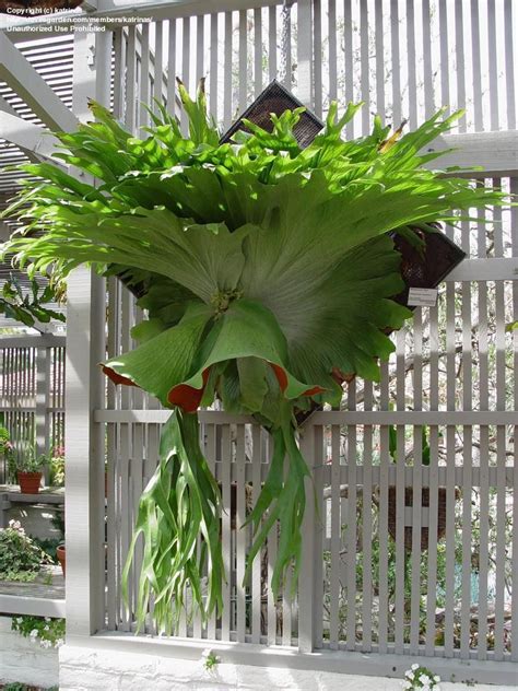 Staghorn Fern Mounting Ideas | Photo copyright katrinas . Unauthorized use prohibited ...