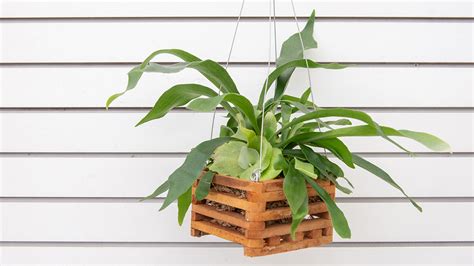 The Unique + Versatile Staghorn Fern : Mulhall's