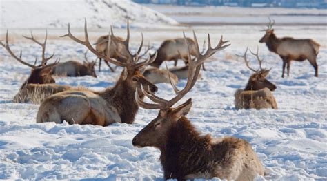 Wildlife Experiences That Wow in Winter