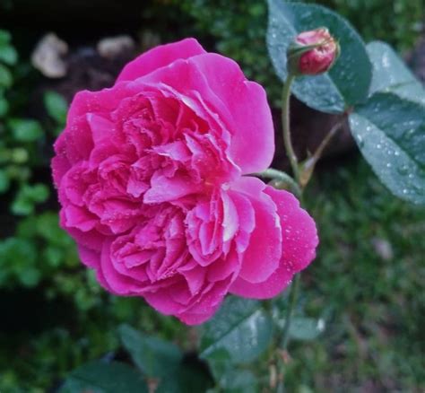 9 Beautiful Pink Rose Bush Varieties - SONG OF ROSES