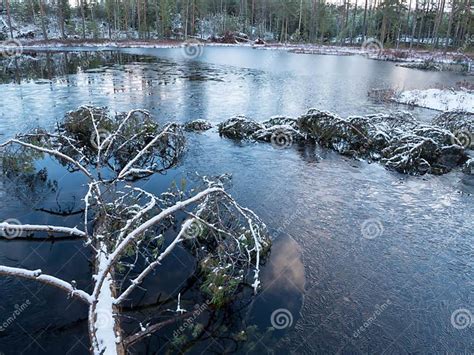 Freezing Forest Lake and Fallen Trees Stock Image - Image of fallen ...