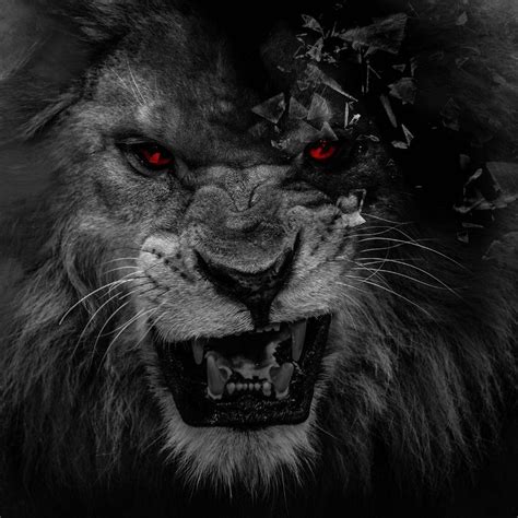 Wallpapers Black Lion - Wallpaper Cave