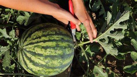 How to prune watermelon plants – an ideal solution for…