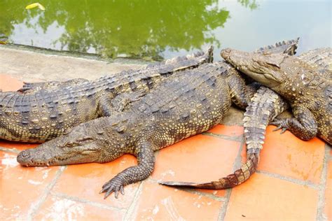 Adult crocodiles at rest stock photo. Image of farm, vietnam - 51256836