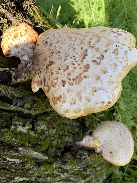 Can someone help me identify this mushroom. Huntsville, Arkansas. Growing on the side of a tree ...