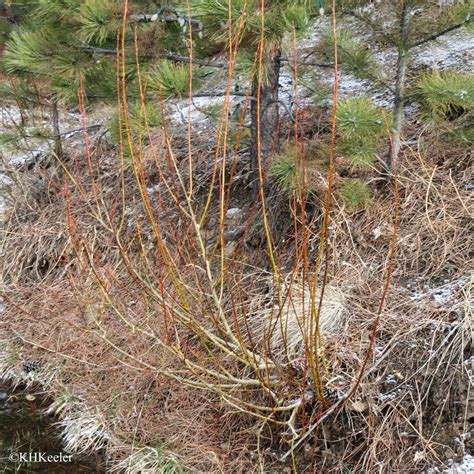 A Wandering Botanist: Visiting the Rocky Mountains -- Early Spring in ...