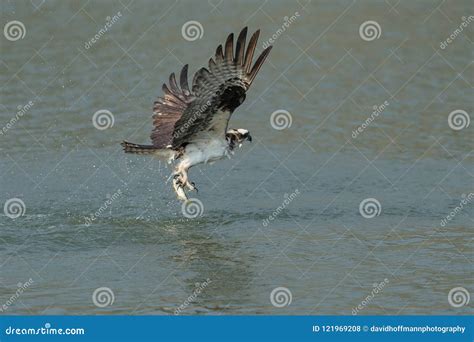 Osprey Catching Fish from the Lake. Stock Photo - Image of wildlife ...