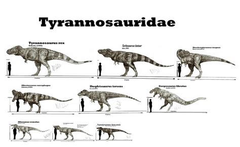 Tyrannosauridae | Prehistoric animals, Prehistoric, Dinosaur pictures