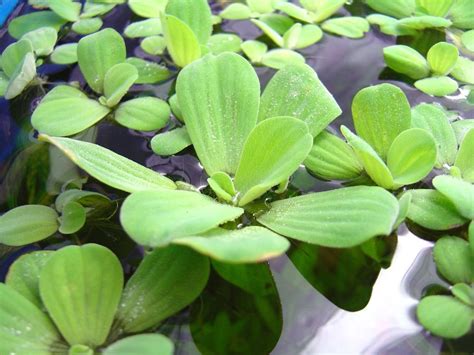 20 Dwarf Water Lettuce Babies Live Floating Aquarium Plants-- FREE SHIPPING | Small water ...